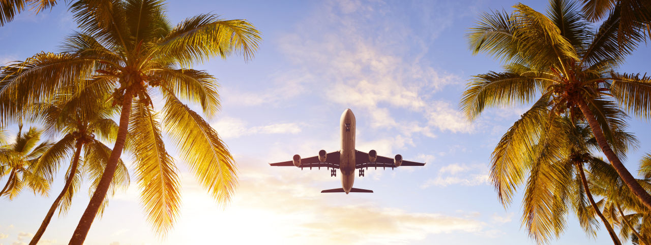 Flugzeug fliegt über Palmen